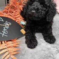 Miniature poodle x toy poodle /Poodle (Miniature)/Female/Younger Than Six Months,Hello 