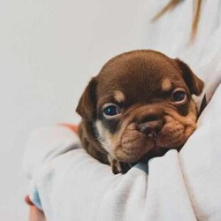 pedigree papered french bulldog puppies/French Bulldog/Male/Younger Than Six Months,Teppertown French Bulldogs proudly present our current litter from ButterBeans and Diego 