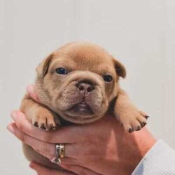 pedigree papered french bulldog puppies/French Bulldog/Male/Younger Than Six Months,Teppertown French Bulldogs proudly present our current litter from ButterBeans and Diego 