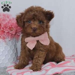 Marcy/Miniature Poodle									Puppy/Female	/8 Weeks,To contact the breeder about this puppy, click on the “View Breeder Info” tab above.