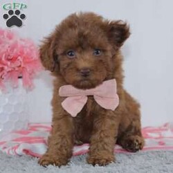 Marcy/Miniature Poodle									Puppy/Female	/8 Weeks,To contact the breeder about this puppy, click on the “View Breeder Info” tab above.