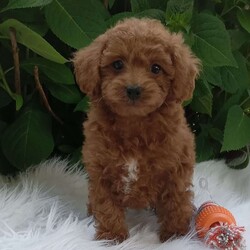 Bella/Miniature Poodle									Puppy/Female	/10 Weeks,Hi my name is Bella ,I’m a miniature poodle and I’m family raised,Well, socialized and up-to-date with shots and dewormer.I’m looking for a forever home ,And I would like to meet you . I come with a thirty day health Guarantee a small bag of food a toy and Blanky. Shipping is available also.