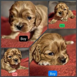 DNA HEALTH TESTED KC CAVALIER KING CHARLES SPANIEL PUPPIES/Cavalier king charles spaniel/Mixed Litter/4 weeks,We are so pleased to announce our beautiful litter of 4 Ruby red Cavalier King Charles Spaniels.

 Blue BOY - Available £2000
Purple GIRL- Available £2300
Green turtle BOY- Available £2000
Black and Orange BOY- Available £2000


Mum is our beautiful KC registered, 2x generation health tested Ruby Red Cavalier King Charles Spaniel and she is our family pet, she has an extremely friendly, calm and loving nature with our children and adults also brilliant with dogs.

Mum has been health tested for:
Degenerative Myelopathy- CLEAR
Dry eye curly coat syndrome- CLEAR
Episodic Falling Syndrome- CLEAR
Hyperuricosuria- CLEAR
Skeletal Dysplasia 2- CLEAR
Progressive Retinal Atrophy, Progressive Rod- cone Degeneration (prcd)-
CLEAR
She has also been examined by a specialist with a full clear health and heart examination.

Bailey which is dad is a handsome friendly Ruby Red KC registered Caviler King Charles Spaniel
Degenerative Myelopathy- CLEAR
Dry eye curly coat syndrome- CLEAR
Episodic Falling Syndrome- CLEAR
Hyperuricosuria- CLEAR
Skeletal Dysplasia 2- CLEAR
Progressive Retinal Atrophy, Progressive Rod- cone Degeneration (prcd)-
CLEAR
Also has been examined by a specialist with a full clear health and heart examination.

Puppies are being brought up in our family home surrounded by our children so will be well socialised and around house sounds.

Once it is time for you to pick your bundle of love up we will provide KC paperwork for mum dad and your puppy.
A soft blanket that will have mum's scent, food that pups will be on also treats and goodies. First vaccination, flead and wormed up to date, microchipped also vet checked.

Once you have reserved your puppy with a deposit of £200 we will send you Daily pictures and Videos so you can see your puppy, we will also set up a WhatsApp group so you and other owners can keep in touch.