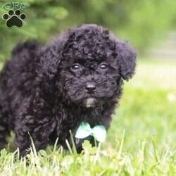 Felix/Maltipoo									Puppy/Male	/9 Weeks,Introducing the sweetest Maltipoo puppy named Felix! He has a stunning coat and big innocent eyes that will have you attached to him in no time. He is the perfect size to join you on all your everyday activities, big enough to keep up with a fast paced life, but small enough to be by your side no matter where you go! Maltipoos are known for their sweet & friendly nature, and they are generally great with kids so make wonderful family pets. We spent a lot of time with this little guy since day one, this helps him mature with confidence and also makes for a smooth transition to his new home.