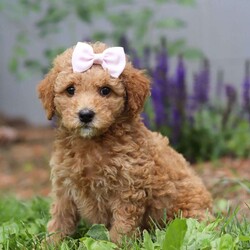 Hazel/Mini Goldendoodle									Puppy/Female	/7 Weeks,Meet Hazel, the epitome of cuteness in F1B Mini Goldendoodle form! With a silk smooth coat, her expressive eyes brimming with curiosity and sweetness twinkle with excitement. Her darling puppy antics add to her irresistible charm as she prances around with a playful bounce that melts hearts, her button nose twitches with excitement leading her on adventures to discover the wonders of the world around her. Goldendoodle puppies are friendly, intelligent, and affectionate. A cross between a Golden Retriever and a Poodle, they are quick learners and eager to please, making training a breeze. They are playful and energetic, enjoying various activities and social interactions. Goldendoodles are known for their gentle and friendly nature, getting along well with children and other pets. They are also loyal and form strong bonds with their families. With their low-shedding coats, they are often considered a good choice for people with allergies. Overall, Goldendoodles are loving, adaptable, and make wonderful family companions.