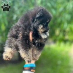 Little Beanie/Pomeranian									Puppy/Male	/8 Weeks,Beanie is a Black & Tan Pomeranian who is expected to be around 3-5 pounds full grown. Momma is Pepper and Dad is Neyo! He is available to a pet home only! NO BREEDERS! Beanie is from Grand Champion Lines! 