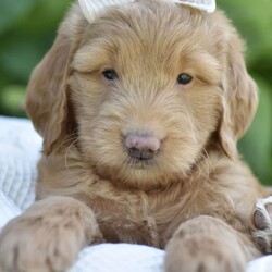 Hazel/Mini Goldendoodle									Puppy/Female	/8 Weeks,Meet my darling F1Minigoldendoodle babies!! These lil pups can not wait to fulfill all your dreams!! They would make the perfect companion to go camping,or going on those long summer evening walks! They are vetchecked,microchipped and uptodate with their vaccinations!! Also I offer a 1 year genetic health guarantee as well…