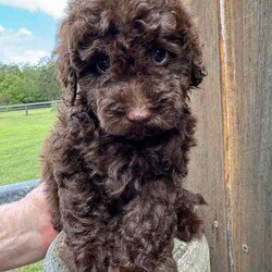 Adorable Mini Poodle Puppies /Poodle (Miniature)/Female/Younger Than Six Months,Adorable Mini Poodle PuppiesMale and female availableChocolate (male and female available)Black (male and female available).8 weeks oldWormed, microchipped, vaccinated and vet checked.The puppies are ready for their new homes now and come with a puppy started pack valued at $250.Located at Wongawallan, about 7mins from MovieWorld.Breeder identification number BIN0000133595974Microchip number 9781142000125816, 978142000125656Beagle | Cavoodle | labradoodle | pug | French bulldog | cavalier | Pomeranian | chihuahua | Maltese