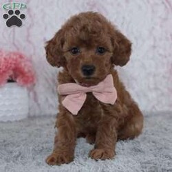 Natasha/Miniature Poodle									Puppy/Female	/7 Weeks,To contact the breeder about this puppy, click on the “View Breeder Info” tab above.