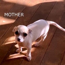 ❤️AMAZING TEACUP CHIHUAHUA PUPS!!!/Chihuahua (Smooth Coat)/Both/Younger Than Six Months,ABSOLUTELY INCREDIBLE PUREBRED CHIHUAHUA PUPS!!!