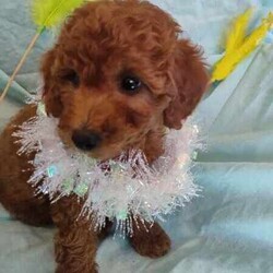 Miniature Poodle pups/Poodle (Miniature)/Both/Younger Than Six Months,These beautiful Miniature Poodle pups are looking for their forever loving homes.1Red female1 Apricot female2 Apricot malesThey should mature about 8kgThey are very friendly and loving. Love being nursed. Playful and happy little pups.Mum is a beautiful rich red and hasn't faded.She is available to meet.Dad is Apricot and hasn't faded.Both parents are DNA tested by Orivet and are clear of all inherited diseases currently being tested for.Results are available to view.Pups have been vet checked, vaccinated and microchipped and wormedThey are Ready to Go
