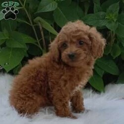 Bella/Miniature Poodle									Puppy/Female	/10 Weeks,Hi my name is Bella ,I’m a miniature poodle and I’m family raised,Well, socialized and up-to-date with shots and dewormer.I’m looking for a forever home ,And I would like to meet you . I come with a thirty day health Guarantee a small bag of food a toy and Blanky. Shipping is available also.