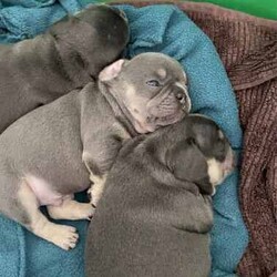French Bulldog puppies Blue and Tan/French Bulldog/Both/Younger Than Six Months,READY TO LEAVE FOR THEIR NEW HOMES 26/5I have 1 male and 3 female French Bulldog puppies for sale BORN 31/3 They are blue and tan. Puppies are wormed and microchipped and have puppy packs These puppies have wide open nostrils and have gentle playful natures