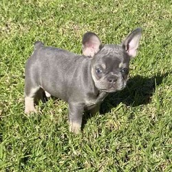 French Bulldog puppies Blue and Tan/French Bulldog/Both/Younger Than Six Months,READY TO LEAVE FOR THEIR NEW HOMES 26/5I have 1 male and 3 female French Bulldog puppies for sale BORN 31/3 They are blue and tan. Puppies are wormed and microchipped and have puppy packs These puppies have wide open nostrils and have gentle playful natures