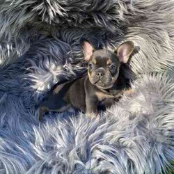 French Bulldog puppies Blue and Tan/French Bulldog/Both/Younger Than Six Months,READY TO LEAVE FOR THEIR NEW HOMES 26/5I have 1 male and 3 female French Bulldog puppies for sale BORN 31/3 They are blue and tan. Puppies are wormed and microchipped and have puppy packs These puppies have wide open nostrils and have gentle playful natures