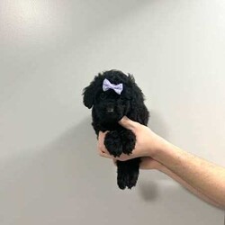 Mini Poodle Puppies PUREBRED/Poodle (Miniature)/Both/Younger Than Six Months,✨SERIOUS ENQUIRIES ONLY✨We have 3 absolutely adorable Miniature Poodle puppies left for sale, ready for their fur-ever homes !!
