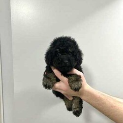 Mini Poodle Puppies PUREBRED/Poodle (Miniature)/Both/Younger Than Six Months,✨SERIOUS ENQUIRIES ONLY✨We have 3 absolutely adorable Miniature Poodle puppies left for sale, ready for their fur-ever homes !!