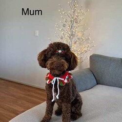 Mini Poodle Puppies PUREBRED/Poodle (Miniature)/Both/Younger Than Six Months,✨SERIOUS ENQUIRIES ONLY✨We have 3 absolutely adorable Miniature Poodle puppies left for sale, ready for their fur-ever homes !!