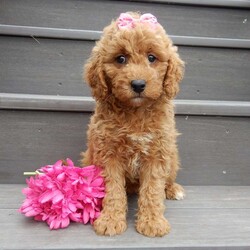 Sylvie/Mini Goldendoodle									Puppy/Female	/8 Weeks,Prepare to fall in love !!! My name is Sylvie and I’m the sweetest little F1b mini goldendoodle looking for my furever home! One look into my warm, loving eyes and at my silky soft coat and I’ll be sure to have captured your heart already! I’m very happy, playful and very kid friendly and I would love to fill your home with all my puppy love!! I am full of personality, and I give amazing puppy kisses! I stand out way above the rest with my beautiful fluffy red coat !! I will come to you vet checked, microchipped and up to date on all vaccinations and dewormings . I come with a 1-year guarantee with the option of extending it to a 3-year guarantee and shipping is available! My mother is Jody, our 32#mini goldendoodle with a heart of gold and my father is Zeke, our handsome 10#apricot and white toy poodle and he has been genetically tested clear! Both of my parents are very sweet and kid friendly which will make me the same and they are available to meet!! I will grow to approx 18-23# and I will be hypoallergenic and nonshedding! Why wait when you know I’m the one for you? Call or text Martha to make me the newest addition to your family and get ready to spend a lifetime of tail wagging fun with me! (7% sales tax on in home pickups)