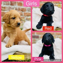 Ready Now - Beautiful F1 Labradoodle Puppies KC Parents/Labradoodle/Mixed Litter/3 months,Ready to leave! Only 2 left!

Our gorgeous KC registered black Labrador, Cariad, has had her first litter of 7 stunning F1 Labradoodle puppies.

(F1 = both parents are Kennel Club registered pedigree parents so this is a first generation cross and considered the most stable mating, carrying the best health benefits!)

Dam, Cariad, is daughter to our beloved chocolate Labrador Bella. Cariad was brought up with us from birth and comes from excellent pedigree with FTCH on both sides. Cariad is extremely loving, friendly and enjoys lots of attention. She is also loyal and full of life. Cariad is KC registered and has low EBV’s (estimated breeding values) so is at low risk of having puppies with hip and elbow dysplasia as shown on her KC records.

Dad, Whiskey, is our very own gorgeous KC registered Miniature Poodle. He is a very friendly boy with a lovely temperament, and you will fall in love with him as soon as you meet him. He is very kind, caring, loves attention and cuddles! He is a stunning and very desirable red colour. Whiskey has been extensively Health Tested and is completely clear of DNA - prcd-PRA (Progressive Retinal Atrophy), rcd4 PRA/LOPRA, vWD I, Degenerative Myelopathy and Neonatal Encephalopathy.

The puppies available are:
2 black boys
2 yellow/red boys
2 black girls
1 yellow/red girl

We are always available for advice after the puppies leave us and would love pup updates.

The puppies will go to their forever homes with a puppy pack that includes:
Puppy microchipping,
1st vaccination,
Worming,
Puppy contract to protect both parties,
4 week free insurance with Pet Plan.

The puppies will be ready to leave on 8th June.

A non-refundable deposit of £250 to be paid to secure the puppy of your choice and the remainder on collection. We are happy for you to come and view the pups or we can send pictures/videos or do a videocall.

Please do not hesitate to call or message me, with any questions.