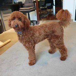 Mini Poodle Puppies DNA Clear Available late August/Poodle (Miniature)/Both/Younger Than Six Months,I am now taking expressions of interest for an upcoming litter of Purebred Miniature Poodle puppies, they will be available late August.Photos are of a previous litter.Please make first contact via Gumtree message or txt ******4949 with a bit about yourself and the home you can provide for one of my adorable little Poodle pups! REVEAL_DETAILS These beautiful puppies will be true Miniature Poodles and I expect them all to have a gorgeous red, curly Poodle coat that is considered non-shedding and hypoallergenic.All of our puppies are born inside our family home and raised with lots of love and care. They are socialised daily from a few weeks old with other dogs, cats and children of different ages.Mum is a Purebred Red Minature Poodle.She is 40cm to the tops of her shoulders and weighs approximately 9kg.She has a very gentle, sweet and loving nature and loves lots and lots of cuddles!Dad is a Purebred Red Mini Poodle.He is 40cm to the tops of his shoulders and weighs 9.5kg.He also has a very sweet and soft nature and is very intelligent. He has a beautiful gentle temperament and is very affectionate.Both parents are DNA health tested through Orivet and are 100% clear negative of any genetic diseases. Their DNA test results will be available to view at the time of sale.Both dogs live with us and are available to meet at the time of sale.Puppies will grow to be a medium sized dog at around 40-50cm to the tops of their shoulders and weigh around 8-10kg approx.Puppies will come:✅️ Wormed✅️ Flea treated✅️ Vet checked✅️ 1st Vaccination✅️ Microchipped✅Beginning toilet trainingPuppies will go to their new homes with:➡️Vaccination card➡️Extra microchip stickers➡️Detailed information pack➡️Puppy training tips and videos➡️ Health guarantee contract➡️30 days FREE pet insurance➡️Puppy welcome pack which includes: A Blanket with mums scent on it, Lead & collar, Brush, Shampoo & Conditioner pack, Assorted toys, Waste bags & the food they are eating.I am happy to do video calls once they are born.I am an experienced, ethical, recreational breeder and full, registered member of the RPBA Member no. 14504I am located 70 minutes from Melbourne & 5 minutes drive from the Broadford exit on the Hume Hwy.A meet up or delivery of your new puppy can be arranged depending on your location.Interstate pet transport can also be arranged at the buyers expense.Microchip numbers will be updated once they have been vet checked and microchipped.Tags: Poodle, Miniature Poodle, Mini Poodle, Medium dog, Poodle, Puppy