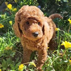 Mini Poodle Puppies DNA Clear Available late August/Poodle (Miniature)/Both/Younger Than Six Months,I am now taking expressions of interest for an upcoming litter of Purebred Miniature Poodle puppies, they will be available late August.Photos are of a previous litter.Please make first contact via Gumtree message or txt ******4949 with a bit about yourself and the home you can provide for one of my adorable little Poodle pups! REVEAL_DETAILS These beautiful puppies will be true Miniature Poodles and I expect them all to have a gorgeous red, curly Poodle coat that is considered non-shedding and hypoallergenic.All of our puppies are born inside our family home and raised with lots of love and care. They are socialised daily from a few weeks old with other dogs, cats and children of different ages.Mum is a Purebred Red Minature Poodle.She is 40cm to the tops of her shoulders and weighs approximately 9kg.She has a very gentle, sweet and loving nature and loves lots and lots of cuddles!Dad is a Purebred Red Mini Poodle.He is 40cm to the tops of his shoulders and weighs 9.5kg.He also has a very sweet and soft nature and is very intelligent. He has a beautiful gentle temperament and is very affectionate.Both parents are DNA health tested through Orivet and are 100% clear negative of any genetic diseases. Their DNA test results will be available to view at the time of sale.Both dogs live with us and are available to meet at the time of sale.Puppies will grow to be a medium sized dog at around 40-50cm to the tops of their shoulders and weigh around 8-10kg approx.Puppies will come:✅️ Wormed✅️ Flea treated✅️ Vet checked✅️ 1st Vaccination✅️ Microchipped✅Beginning toilet trainingPuppies will go to their new homes with:➡️Vaccination card➡️Extra microchip stickers➡️Detailed information pack➡️Puppy training tips and videos➡️ Health guarantee contract➡️30 days FREE pet insurance➡️Puppy welcome pack which includes: A Blanket with mums scent on it, Lead & collar, Brush, Shampoo & Conditioner pack, Assorted toys, Waste bags & the food they are eating.I am happy to do video calls once they are born.I am an experienced, ethical, recreational breeder and full, registered member of the RPBA Member no. 14504I am located 70 minutes from Melbourne & 5 minutes drive from the Broadford exit on the Hume Hwy.A meet up or delivery of your new puppy can be arranged depending on your location.Interstate pet transport can also be arranged at the buyers expense.Microchip numbers will be updated once they have been vet checked and microchipped.Tags: Poodle, Miniature Poodle, Mini Poodle, Medium dog, Poodle, Puppy