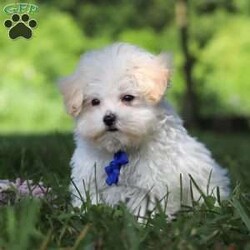 Grant/Maltipoo									Puppy/Male	/13 Weeks,Grant cute little face is what dreams are made of! His expressive eyes are just begging you to hold him and love on him. He is a super smart little guy with boundless happy energy, always ready for the next adventure! Though small, he is mighty at heart with his “big dog” personality. He would love going everywhere with you…running errands, beach vacations, or just exploring the backyard. He has been loved and doted on thus far in his life, giving him a great start and helping him be more comfortable in the world around him. He is Microchipped and we kept him current on vaccines and dewormer and has had his first puppy vet exam done. We also include a Health Guarantee. Mama is a super sweet poodle named Angel weighing in at a darling 8 lbs. Dad is a handsome Maltese named Walter. If you want to schedule a visit with this little one or have any questions you can text or call me -Mark Yoder 