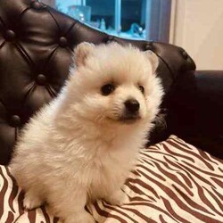 Purebred Pomeranians/Pomeranian/Both/Younger Than Six Months,1 x White female - 0.7kg1x White Male with dark noise-1kg1x Parti Male (white and brown)-1kgDOB 29,04,24Ready to go to their new forever homes. 25,06,24Happy, healthy, playful, affectionate and very fluffy puppy’sPedigree papered parent (happy to show proof to serious buyers)They come with a puppy starter pack with food, toys, pee pads, comfort blanket and their folder.Folder contains a new puppy information booklet, vaccination information (first shot has been done), vet check/fit for travel certificate and microchip details.(Puppy’s that are transported arnt able to be shipped with anything but themselves, paperwork will be posted)Puppies can be transported at buyers cost. I am happy to help with organising this.$500 depositNo time wasters please. 