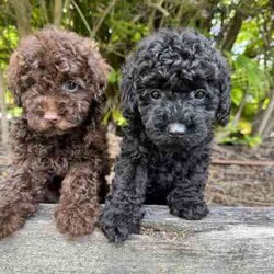 Adorable Mini Poodle Puppies /Poodle (Miniature)/Female/Younger Than Six Months,Adorable Mini Poodle PuppiesMale and female availableChocolate (male and female available)Black (male and female available).8 weeks oldWormed, microchipped, vaccinated and vet checked.The puppies are ready for their new homes now and come with a puppy started pack valued at $250.Located at Wongawallan, about 7mins from MovieWorld.Breeder identification number BIN0000133595974Microchip number 9781142000125816, 978142000125656Beagle | Cavoodle | labradoodle | pug | French bulldog | cavalier | Pomeranian | chihuahua | Maltese