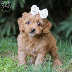 Lily/Cockapoo									Puppy/Female	/7 Weeks,Meet Lily, the most adorable Cockapoo puppy you’ve ever laid eyes on! This little girl combines the best of both worlds with its Poodle and Cocker Spaniel heritage. With her soft, silky fur and endearing button nose, she steals the hearts of everyone she meets. Playful and affectionate, she loves to cuddle and will quickly become your loyal companion. Her small size only adds to the charm, making her the perfect friend for any loving home. Whether you’re looking for a playful playmate or a snuggle buddy, this cutie is the perfect choice! 