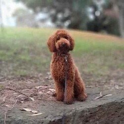 Mini Poodle Puppies DNA Clear Available late August/Poodle (Miniature)/Both/Younger Than Six Months,I am now taking expressions of interest for an upcoming litter of Purebred Miniature Poodle puppies, they will be available late August.Photos are of a previous litter.Please make first contact via Gumtree message or txt ******4949 with a bit about yourself and the home you can provide for one of my adorable little Poodle pups! REVEAL_DETAILS These beautiful puppies will be true Miniature Poodles and I expect them all to have a gorgeous red, curly Poodle coat that is considered non-shedding and hypoallergenic.All of our puppies are born inside our family home and raised with lots of love and care. They are socialised daily from a few weeks old with other dogs, cats and children of different ages.Mum is a Purebred Red Minature Poodle.She is 40cm to the tops of her shoulders and weighs approximately 9kg.She has a very gentle, sweet and loving nature and loves lots and lots of cuddles!Dad is a Purebred Red Mini Poodle.He is 40cm to the tops of his shoulders and weighs 9.5kg.He also has a very sweet and soft nature and is very intelligent. He has a beautiful gentle temperament and is very affectionate.Both parents are DNA health tested through Orivet and are 100% clear negative of any genetic diseases. Their DNA test results will be available to view at the time of sale.Both dogs live with us and are available to meet at the time of sale.Puppies will grow to be a medium sized dog at around 40-50cm to the tops of their shoulders and weigh around 8-10kg approx.Puppies will come:✅️ Wormed✅️ Flea treated✅️ Vet checked✅️ 1st Vaccination✅️ Microchipped✅Beginning toilet trainingPuppies will go to their new homes with:➡️Vaccination card➡️Extra microchip stickers➡️Detailed information pack➡️Puppy training tips and videos➡️ Health guarantee contract➡️30 days FREE pet insurance➡️Puppy welcome pack which includes: A Blanket with mums scent on it, Lead & collar, Brush, Shampoo & Conditioner pack, Assorted toys, Waste bags & the food they are eating.I am happy to do video calls once they are born.I am an experienced, ethical, recreational breeder and full, registered member of the RPBA Member no. 14504I am located 70 minutes from Melbourne & 5 minutes drive from the Broadford exit on the Hume Hwy.A meet up or delivery of your new puppy can be arranged depending on your location.Interstate pet transport can also be arranged at the buyers expense.Microchip numbers will be updated once they have been vet checked and microchipped.Tags: Poodle, Miniature Poodle, Mini Poodle, Medium dog, Poodle, Puppy