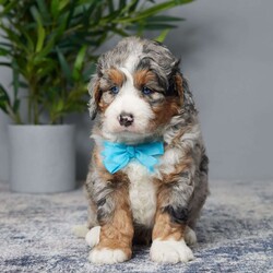 Tatum/Mini Bernedoodle									Puppy/Male	/6 Weeks,Hello, I’m Tatum, an adorable Mini Bernedoodle puppy! I absolutely love to play and cuddle, and I can’t wait to share all my affection with you. I’ve been thoroughly vet checked and I’m guaranteed to be healthy. I’m also up to date on all my shots and vaccines, so I’m all set for my new home.