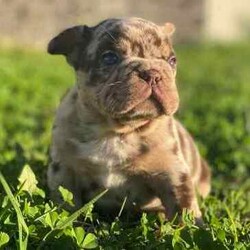 /French Bulldog/Both/Younger Than Six Months,@WorldofwrinklesStunning French bulldog puppies.QUALITY COUNTS!