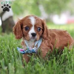 Benji/Cavalier King Charles Spaniel									Puppy/Male	/8 Weeks,Meet Benji, our adorable Cavalier King Charles Spaniel who is ready to steal your heart with his charm and sweetness. With his beautiful, flowing coat of rich chestnut and white, and his big, expressive eyes, this precious pup is a picture of classic Cavalier elegance. This little guy is more than just good looks; his gentle and affectionate nature makes him a perfect companion for families, singles, and seniors alike. 