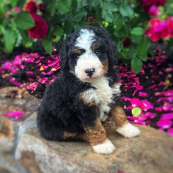 Captain/Mini Bernedoodle									Puppy/Male	/April 15th, 2024,Are you searching for a multigeneration Mini Bernedoodle puppy who is friendly and sweet? You need to see our Mini Bernedoodle puppies! The mother Jasmine is a Mini Bernedoodle and her puppies are just as sweet as she is! Our puppies are vet checked and come up to date on shots and dewormer! If you are looking for a well socialized puppy to add to your home contact us today! 