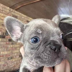 Purebred French bulldog pups short coat and long coat/French Bulldog/Female/Younger Than Six Months,Purebred French bulldog pups 5 weeks old , will be ready in 3 weeks , they will be vet checked microchipped vaccinated and registered with MDBA. Fluffy female sable , fluffy white and black pied female , two cream females , blue male. Located in bulahdelah 
