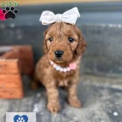 Chapel/Mini Goldendoodle									Puppy/Female	/6 Weeks,Meet Chapel, a spunky small girl. She loves to jump around outside and rip up the grass ! She has been raised with kids and acclimated to sounds and textures ! 