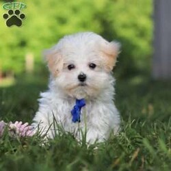 Grant/Maltipoo									Puppy/Male	/13 Weeks,Grant cute little face is what dreams are made of! His expressive eyes are just begging you to hold him and love on him. He is a super smart little guy with boundless happy energy, always ready for the next adventure! Though small, he is mighty at heart with his “big dog” personality. He would love going everywhere with you…running errands, beach vacations, or just exploring the backyard. He has been loved and doted on thus far in his life, giving him a great start and helping him be more comfortable in the world around him. He is Microchipped and we kept him current on vaccines and dewormer and has had his first puppy vet exam done. We also include a Health Guarantee. Mama is a super sweet poodle named Angel weighing in at a darling 8 lbs. Dad is a handsome Maltese named Walter. If you want to schedule a visit with this little one or have any questions you can text or call me -Mark Yoder 