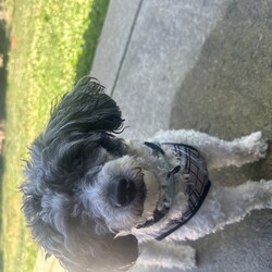 Female Havanese is available for adoption