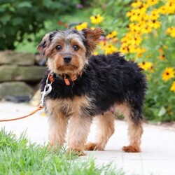 Carlos/Yorkie									Puppy/Male	/8 Weeks,Carlos cute little face is what dreams are made of! His expressive eyes are just begging you to hold him and love on him. He is a super smart little guy with boundless happy energy, always ready for the next adventure! Though small, he is mighty at heart with his “big dog” personality. He would love going everywhere with you…running errands, beach vacations, or just exploring the backyard. He has been loved and doted on thus far in his life, giving him a great start and helping him be more comfortable in the world around him. He is Microchipped and we kept him current on vaccines and dewormer and has had his first puppy vet exam done. We also include a Health Guarantee. Mama is a super sweet Yorkie named Lola weighing in at a darling 10 lbs. Dad is a handsome Yorkie named Lebron weighing 10 lbs. If you want to schedule a visit with this little one or have any questions you can text or call me -Mark Yoder 