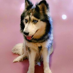 Adopt a dog:Kaya/Siberian Husky/Female/Adult,Hello there, it's me, Kaya, the ultimate cuddle bug, and I'm here with open paws, ready to find my new castle to call home! At 5 years young, I'm a charming Wooly Husky lady who's already mastered the art of being a potty-trained good girl. Now, all I need is a loving family to shower me with endless love and cuddles! 

I'm a true gem of a girl—crate trained but so well-mannered that I can roam freely. And when it comes to my furry friends, big or small, I'm amazing with them all! Treat me like the sweet princess I am, and I'll be your loyal companion, from spa days to simple brushings. 

An active home with plenty of walks or runs would suit me just fine, but I also appreciate a peaceful environment for some beauty rest. Whether it's strolling through the neighborhood or lounging in the park, I'll be your perfect walking partner. While I'm new to leash training, once we're on our way, I'm as well-mannered as can be. 

Manners? Oh, I've got those covered! Snuggling up next to my humans is one of my favorite pastimes, and I'm super smart too—I'll let you know when I'm ready to go outside or come back in with a gentle nudge or a loving gaze. 

As for cats, well, that's still a mystery to me. But when it comes to humans and other dogs, I'm all love and cuddles! Give me a cozy spot to take some serious naps, and I'll be one happy pup. Plus, I'm housebroken and wouldn't dream of being destructive to furniture. 

I'm a squeaky toy newbie, but boy, am I eager to learn! If my infectious smile and cuddly nature have captured your heart, then guess what? You're my perfect match, and I can't wait to share all my love with you!