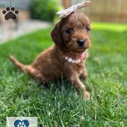 Chapel/Mini Goldendoodle									Puppy/Female	/6 Weeks,Meet Chapel, a spunky small girl. She loves to jump around outside and rip up the grass ! She has been raised with kids and acclimated to sounds and textures ! 