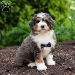 Mason/Mini Bernedoodle									Puppy/Male	/7 Weeks,Meet our charming little Bernedoodle puppy named Mason. He is a bundle of joy and fluff that will steal your heart instantly! With fluffy fur and eyes that sparkle with curiosity, this little guy is ready to fill your home with joy. He has a heart full of love and a playful spirit that will fill your home with laughter. Whether cuddled up on the couch or exploring the great outdoors he is ready to bring endless joy and companionship to the lucky family that opens their hearts to his boundless affection. His playful demeanor makes him a wonderful companion for both individuals and families alike. He has inherited the friendly nature of the Bernese Mountain Dog and the intelligence of the Poodle. 