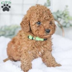 Kaden/Mini Goldendoodle									Puppy/Male	/7 Weeks,Say Hello to this happy, freindly little darling! He is looking for a family to love and adopt. If you love being snuggled, and having a fur baby who will follow you everywhere, this little guy will steal your heart! He loves to shower you with kisses!