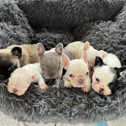 Purebred French bulldog pups short coat and long coat/French Bulldog/Female/Younger Than Six Months,Purebred French bulldog pups 5 weeks old , will be ready in 3 weeks , they will be vet checked microchipped vaccinated and registered with MDBA. Fluffy female sable , fluffy white and black pied female , two cream females , blue male. Located in bulahdelah 