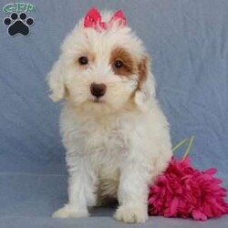 Peaches/Mini Goldendoodle									Puppy/Female	/8 Weeks,Prepare to fall in love !!! My name is Peaches and I’m the sweetest little F1b mini goldendoodle looking for my furever home! One look into my warm, loving eyes and at my silky soft coat and I’ll be sure to have captured your heart already! I’m very happy, playful and very kid friendly and I would love to fill your home with all my puppy love!! I am full of personality, and I give amazing puppy kisses! I stand out way above the rest with my beautiful white coat with red markings! I will come to you vet checked, microchipped and up to date on all vaccinations and dewormings . I come with a 1-year guarantee with the option of extending it to a 3-year guarantee and shipping is available! My mother is Sohie, our 35#mini goldendoodle with a heart of gold and my father is Zeke, our handsome 10#AKC apricot and white toy poodle and he has been genetically tested clear! Both of my parents are very sweet and kid friendly which will make me the same and they are available to meet!! I will grow to approx 20-25# and I will be hypoallergenic and nonshedding! Why wait when you know I’m the one for you? Call or text Martha to make me the newest addition to your family and get ready to spend a lifetime of tail wagging fun with me! (7% sales tax on in home pickups)