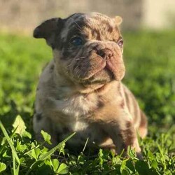 /French Bulldog/Both/Younger Than Six Months,@WorldofwrinklesStunning French bulldog puppies.QUALITY COUNTS!