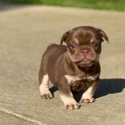 /French Bulldog/Both/Younger Than Six Months,@WorldofwrinklesStunning French bulldog puppies.QUALITY COUNTS!