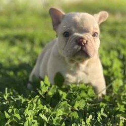 /French Bulldog/Both/Younger Than Six Months,@WorldofwrinklesStunning French bulldog puppies.QUALITY COUNTS!