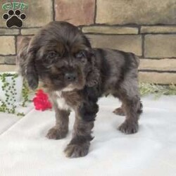 Grant/Cocker Spaniel									Puppy/Male	/7 Weeks,Hi, im a Cocker Spaniel puppy. I am looking forward to meeting you! I am up to date with my immunizations, my wormer medication, socialized. I am also vet-checked to make sure I am healthy. I come with a 30 day health guarantee. For more information call or text Linda 